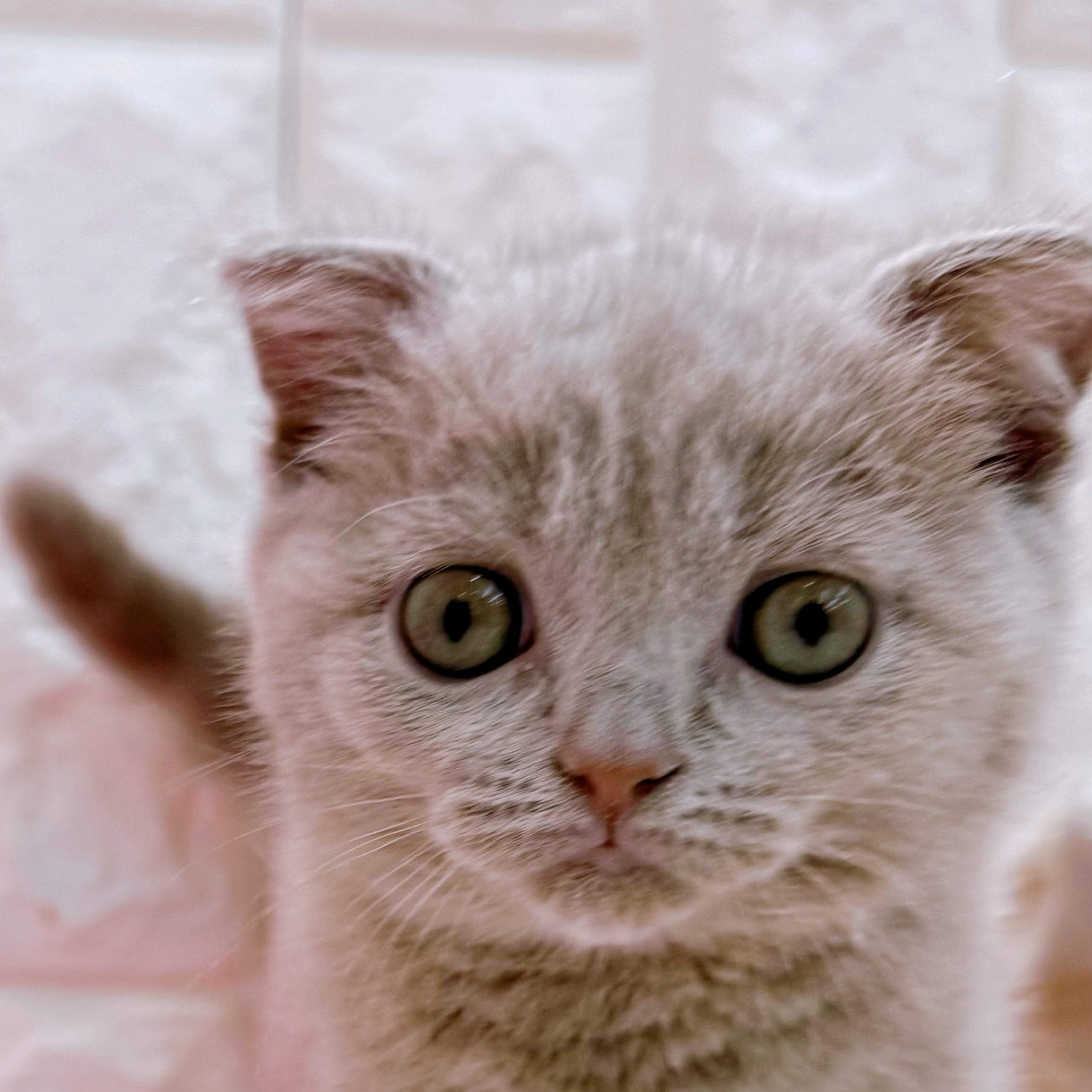 スコティッシュフォールド女の子の写真