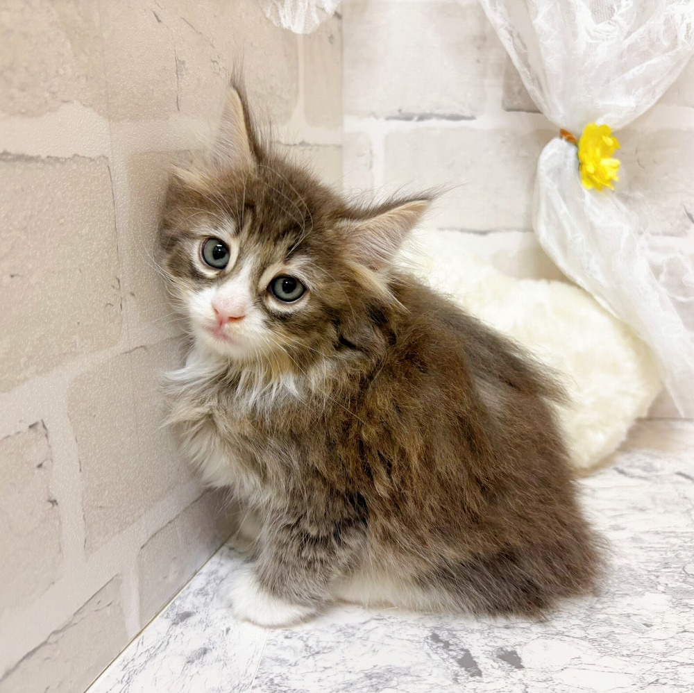 京都府のノルウェージャンフォレストキャット (犬の家＆猫の里京都精華店/2026年2月14日生まれ/男の子/ブルータビーホワイト)の子猫の2枚目の画像