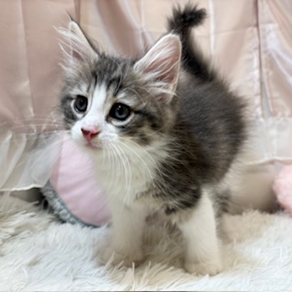 兵庫県のノルウェージャンフォレストキャット (犬の家＆猫の里カナート西神戸店/2026年2月14日生まれ/女の子/ブルータビーホワイト)の子猫の2枚目の画像