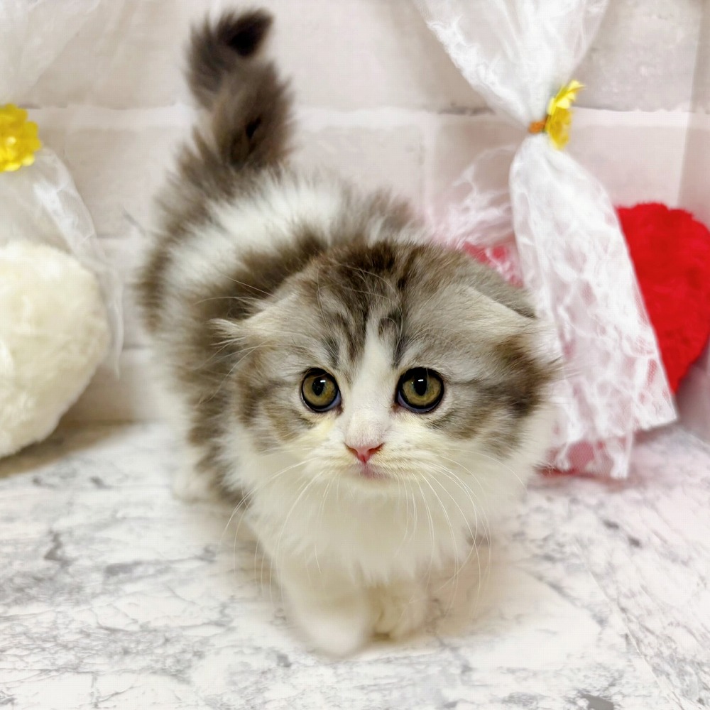 京都府のスコティッシュフォールド (犬の家＆猫の里京都精華店/2026年2月14日生まれ/男の子/シルバータビーホワイト)の子猫の2枚目の画像