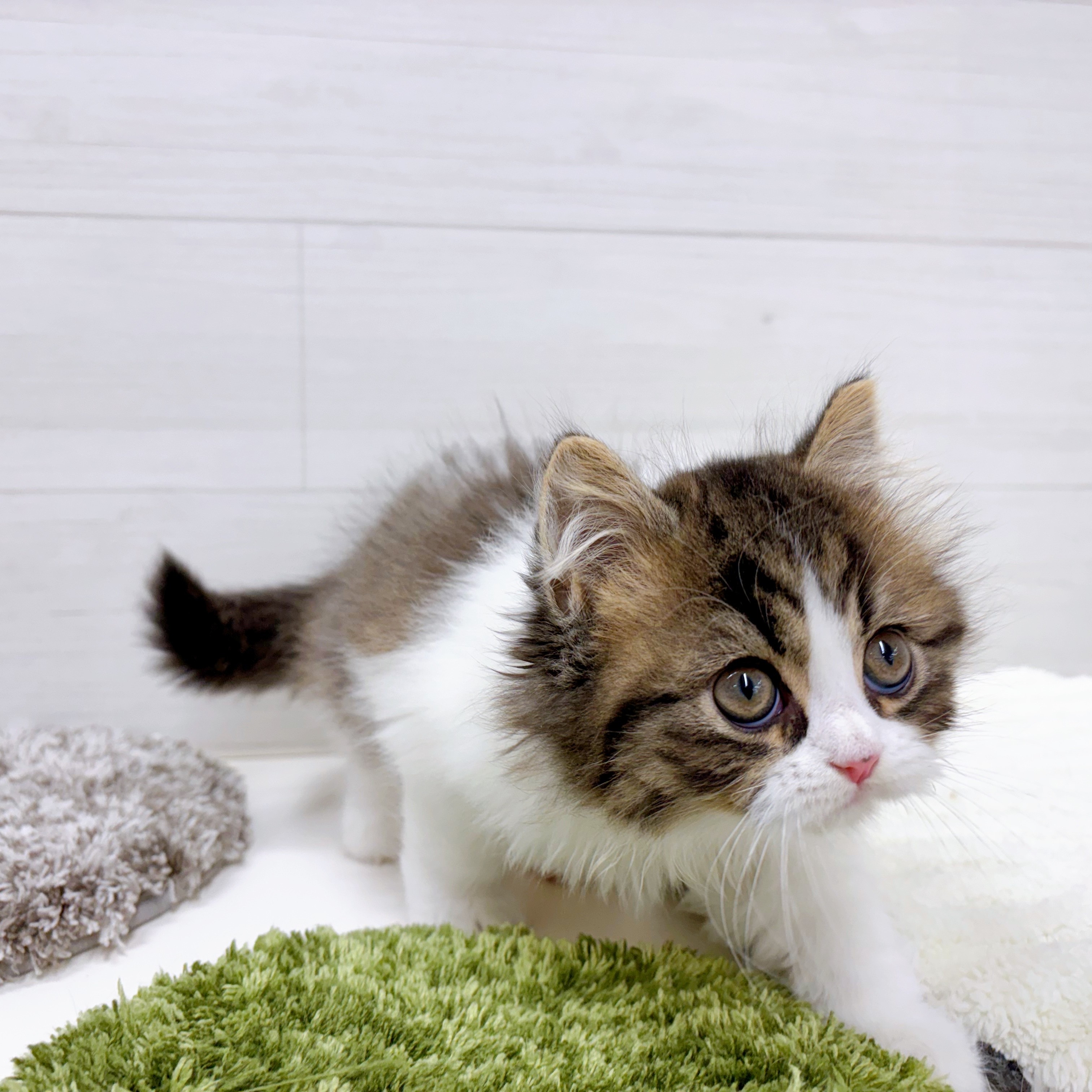 石川県のスコティッシュストレート (犬の家＆猫の里アミーゴ金沢おこばた店/2026年2月14日生まれ/男の子/ブラウンタビーホワイト)の子猫の2枚目の画像