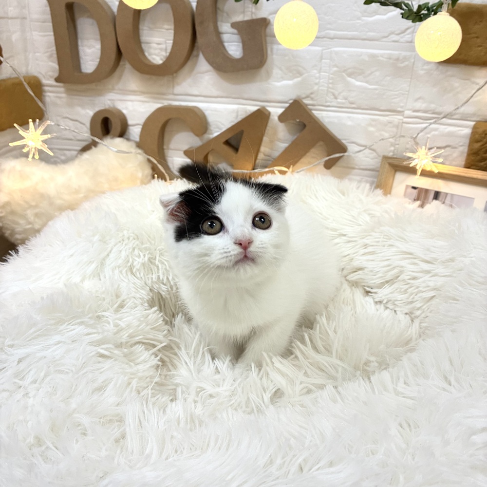 千葉県のスコティッシュフォールド (犬の家＆猫の里ワンズモール稲毛店/2026年2月14日生まれ/男の子/ブラックホワイト)の子猫の1枚目の画像