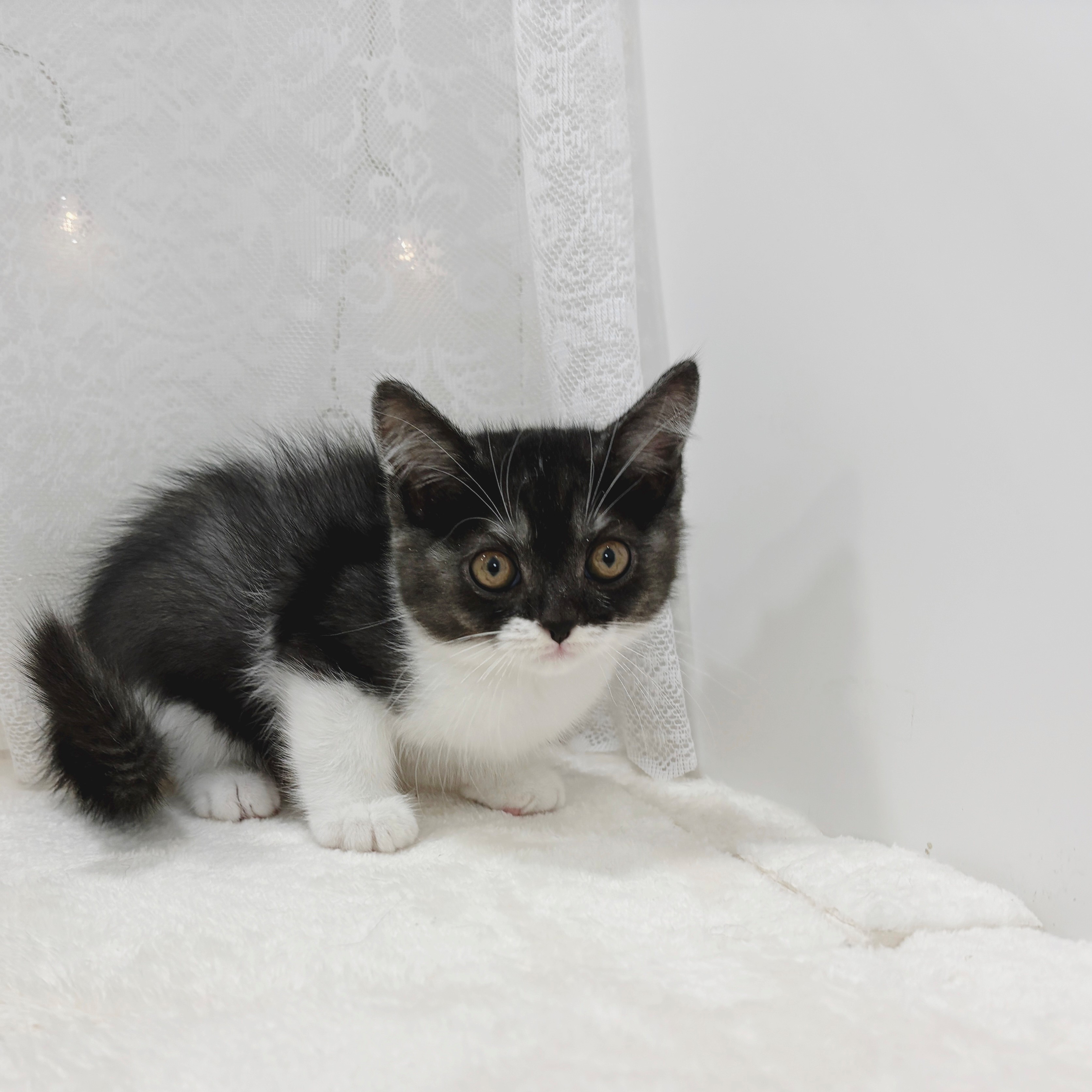 千葉県のスコティッシュストレート (犬の家＆猫の里BIGHOPガーデンモール印西店/2026年2月14日生まれ/男の子/ブラックスモークホワイト)の子猫の2枚目の画像