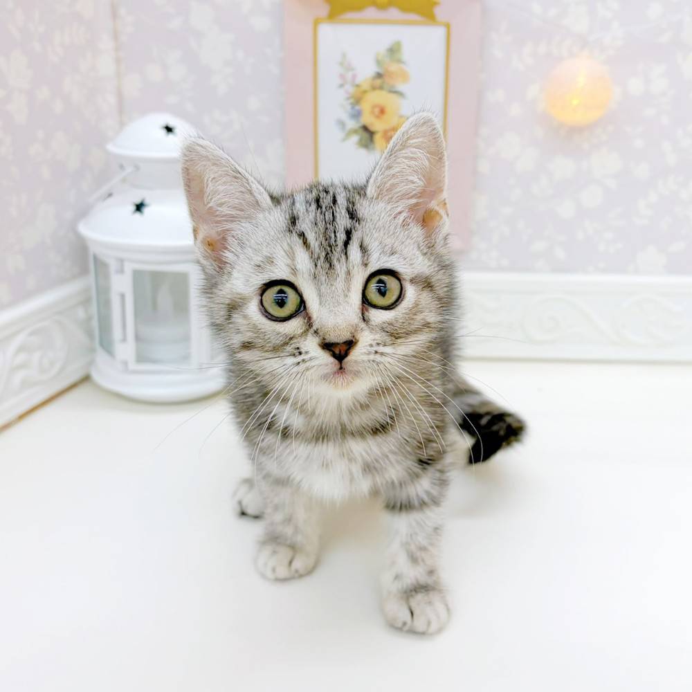 アメリカンショートヘア女の子の写真