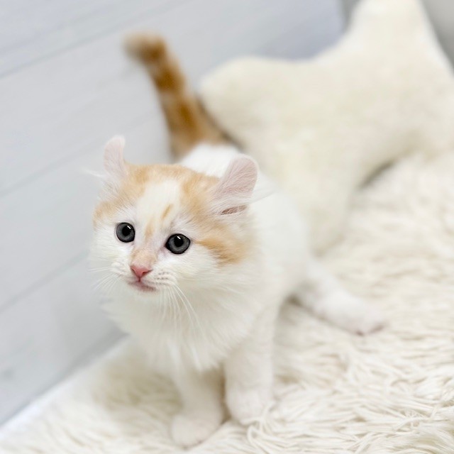 愛知県のアメリカンカール (犬の家＆猫の里豊田店/2026年2月14日生まれ/男の子/カメオタビーホワイト)の子猫の2枚目の画像
