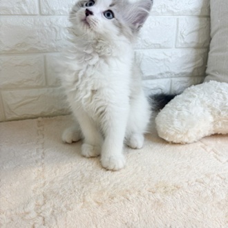 東京都のマンチカン (犬の家＆猫の里新宿店/2026年2月11日生まれ/男の子/ブルーポイントホワイト)の子猫の2枚目の画像