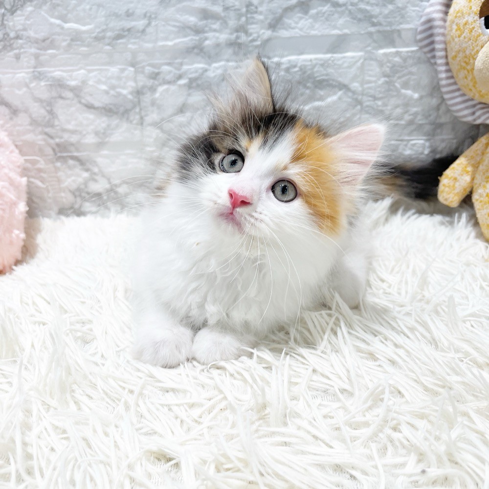 愛知県のマンチカン (犬の家＆猫の里MiO香久山店/2026年2月11日生まれ/女の子/ブラウンパッチドタビーホワイト)の子猫の1枚目の画像