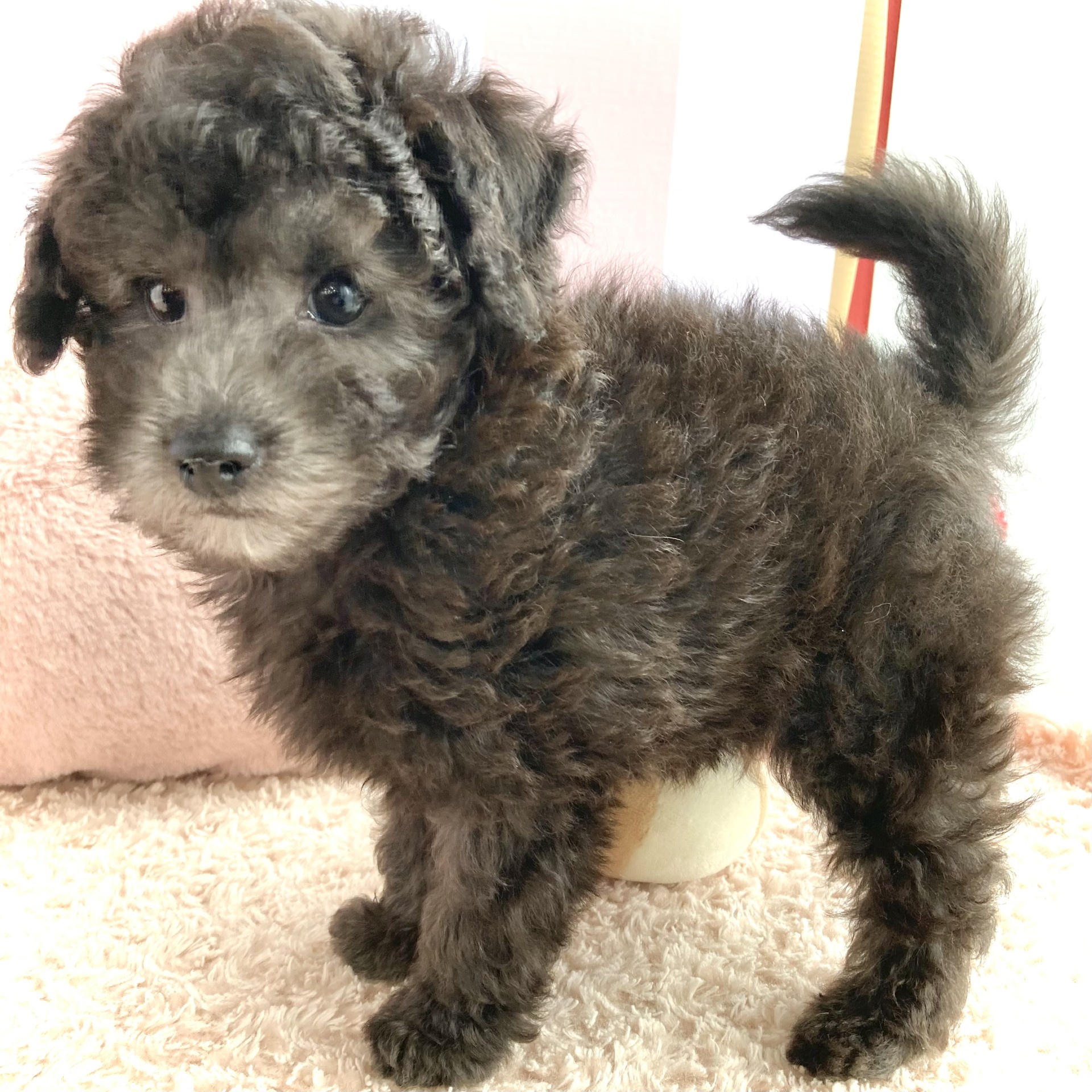岡山県のトイプードル(トイ) (犬の家＆猫の里倉敷中庄店/2026年2月13日生まれ/男の子/グレー)の子犬の2枚目の画像