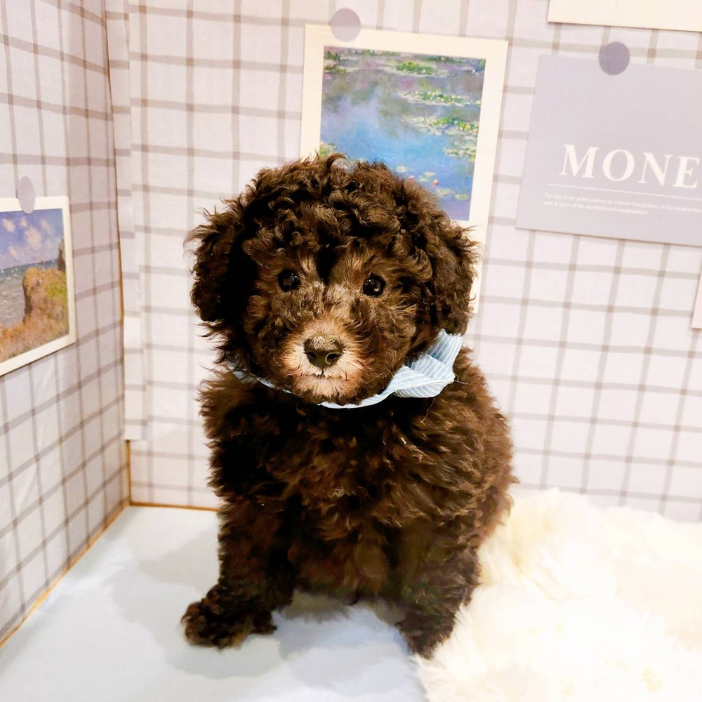 福井県のトイプードル(トイ) (犬の家＆猫の里福井店/2026年2月13日生まれ/男の子/グレー)の子犬の1枚目の画像