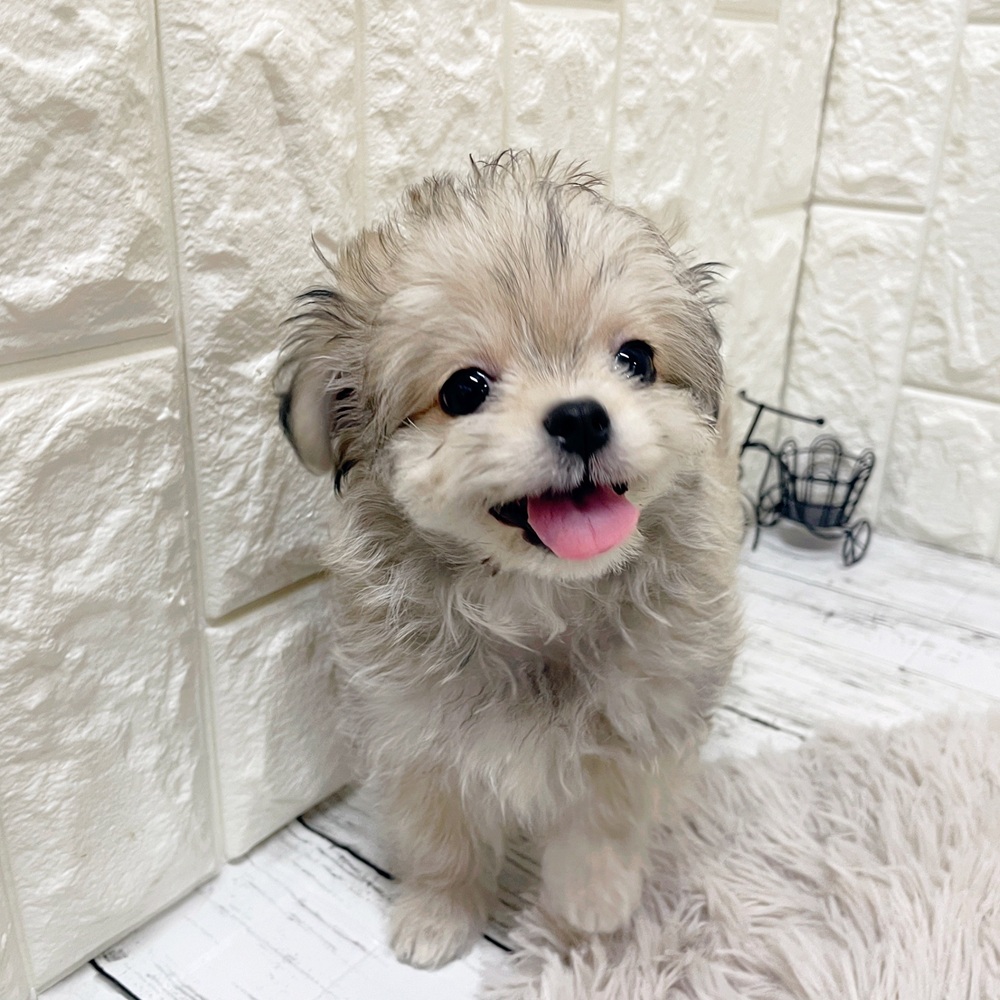 岡山県のチワマル/マルチワ(チワワ×マルチーズ) (犬の家＆猫の里岡山店/2026年2月9日生まれ/男の子/フォーン)の子犬の1枚目の画像