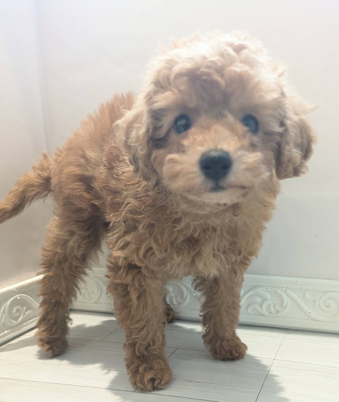 愛知県のトイプードル(トイ) (犬の家＆猫の里春日井本店/2026年2月9日生まれ/女の子/オレンジフォーン)の子犬の1枚目の画像