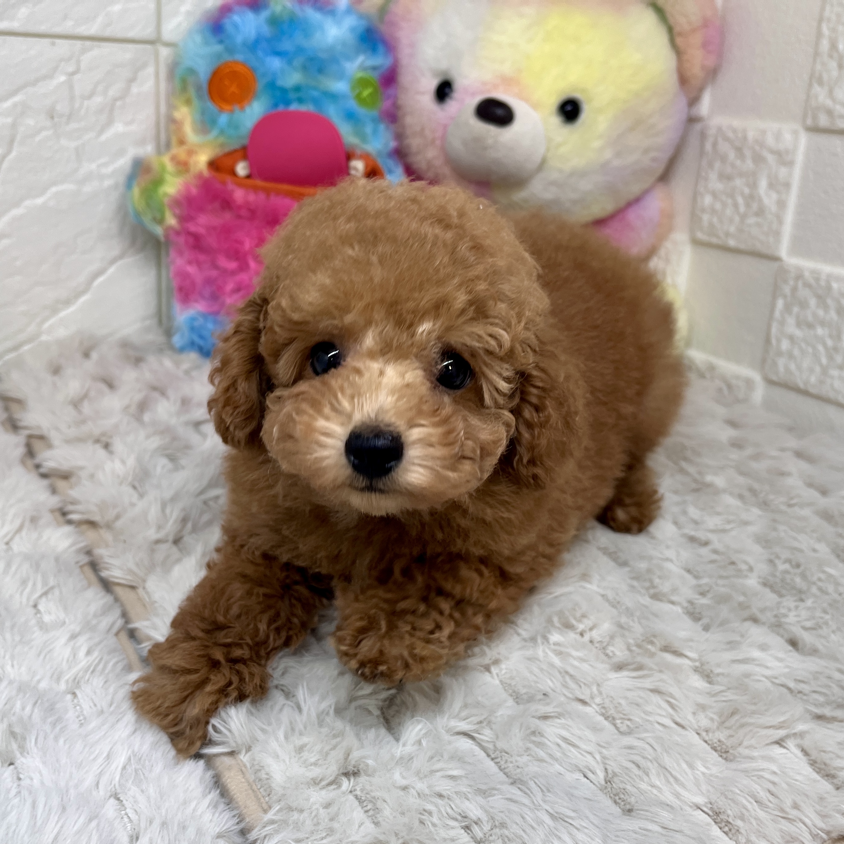 兵庫県のトイプードル(トイ) (犬の家＆猫の里ゆめタウン姫路店/2026年2月9日生まれ/男の子/オレンジフォーン)の子犬の2枚目の画像