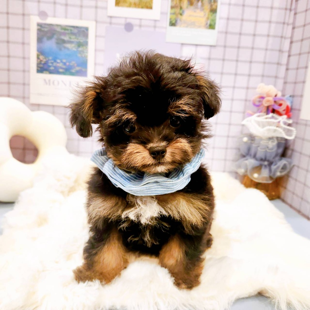 福井県のチワプー/プーチー(チワワ×プードル) (犬の家＆猫の里福井店/2026年2月12日生まれ/男の子/ブラックタン)の子犬の2枚目の画像