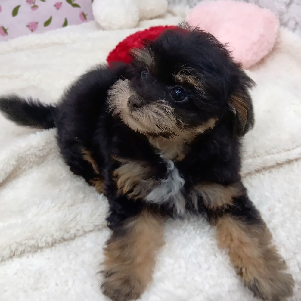 愛知県のチワプー/プーチー(チワワ×プードル) (犬の家＆猫の里エアポートウォーク店/2026年2月12日生まれ/女の子/ブラックタン)の子犬の2枚目の画像