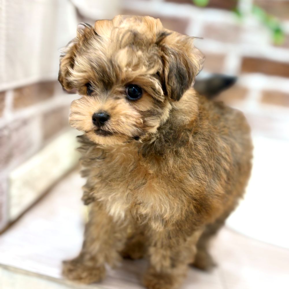 三重県のチワプー/プーチー(チワワ×プードル) (犬の家＆猫の里三重桑名店/2026年2月12日生まれ/男の子/レッド)の子犬の1枚目の画像