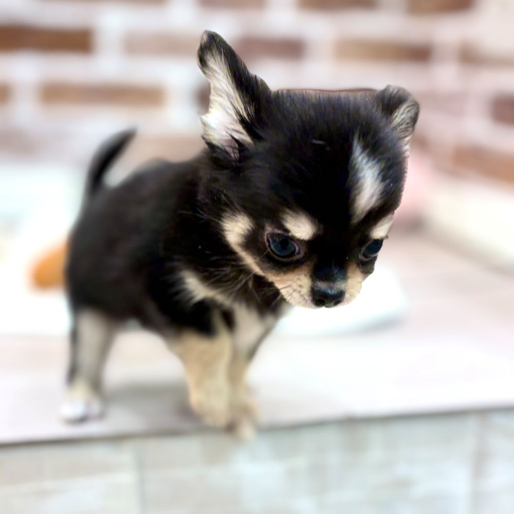 三重県のチワワ(ロング) (犬の家＆猫の里三重桑名店/2026年2月12日生まれ/男の子/ブラッククリームホワイト)の子犬の2枚目の画像