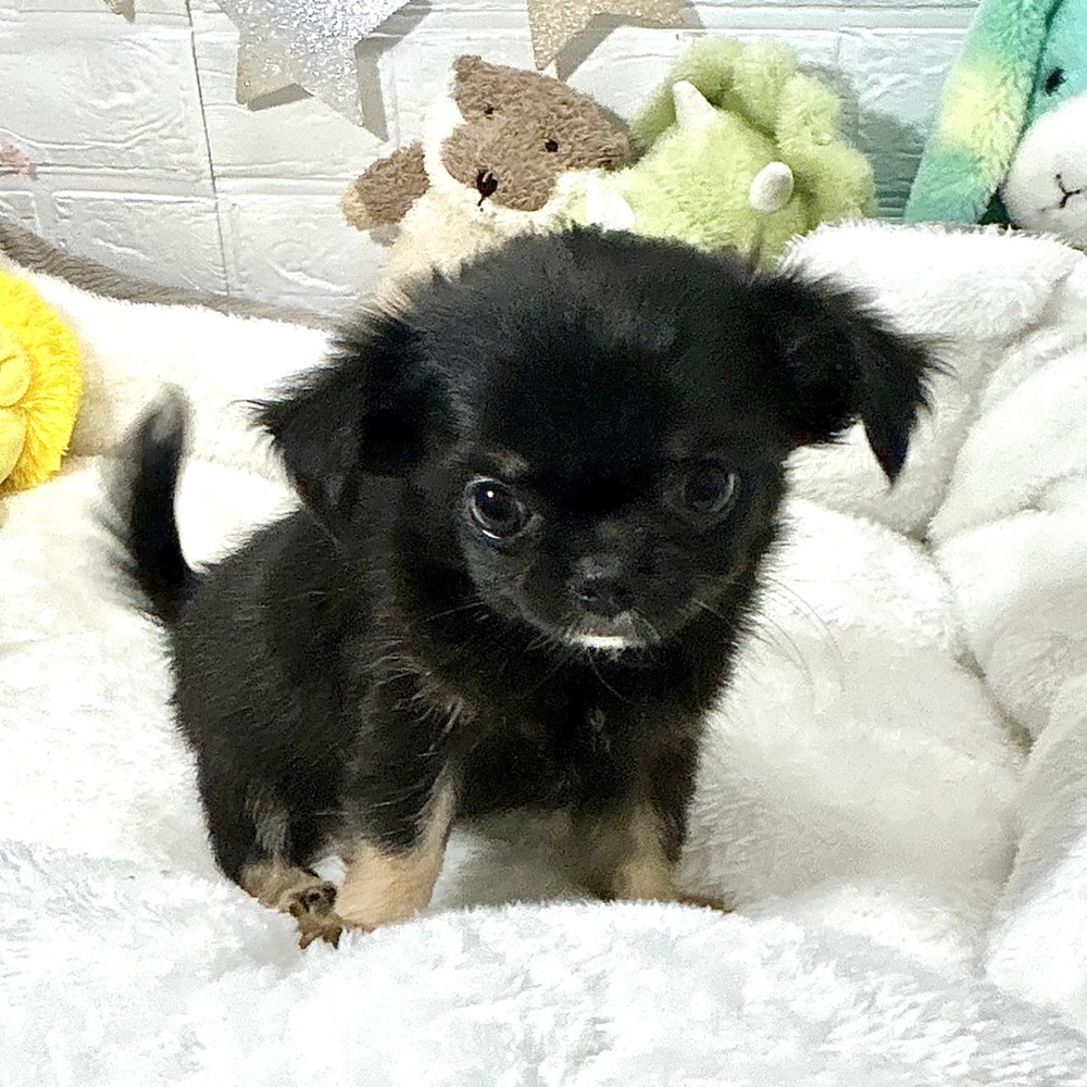 兵庫県のチワワ(ロング) (犬の家＆猫の里ニッケパークタウン加古川店/2026年2月12日生まれ/女の子/ブラックタン)の子犬の1枚目の画像