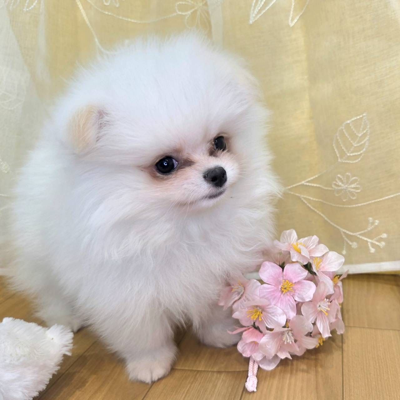 長野県のポメチワ/チワポメ/ポメチー(ポメラニアン×チワワ) (犬の家＆猫の里カインズ梓川店/2026年2月12日生まれ/男の子/クリーム)の子犬の2枚目の画像