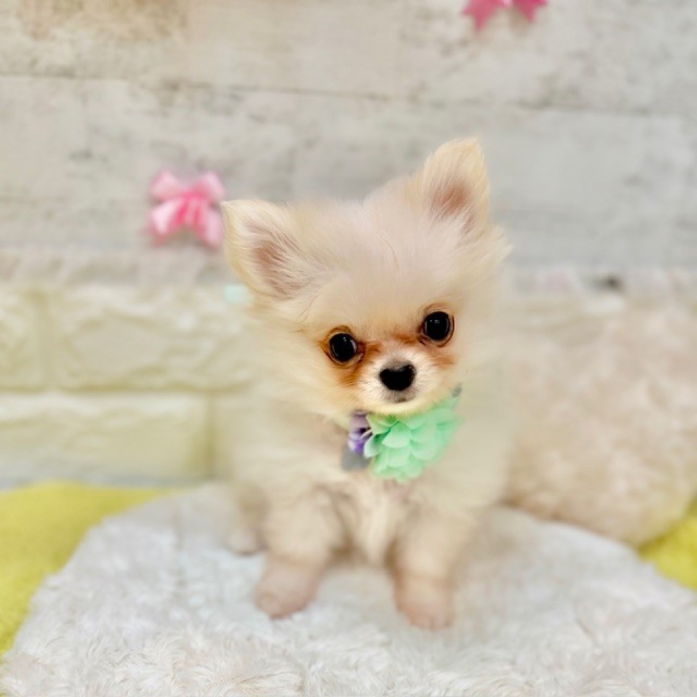 静岡県のポメチワ/チワポメ/ポメチー(ポメラニアン×チワワ) (犬の家＆猫の里プレ葉ウォーク浜北店/2026年2月12日生まれ/男の子/クリームホワイト)の子犬の2枚目の画像