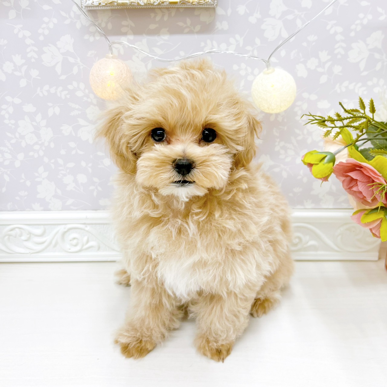 富山県のマルプー(マルチーズ×プードル) (犬の家＆猫の里アミーゴ山室店/2026年2月13日生まれ/男の子/アプリコット)の子犬の2枚目の画像