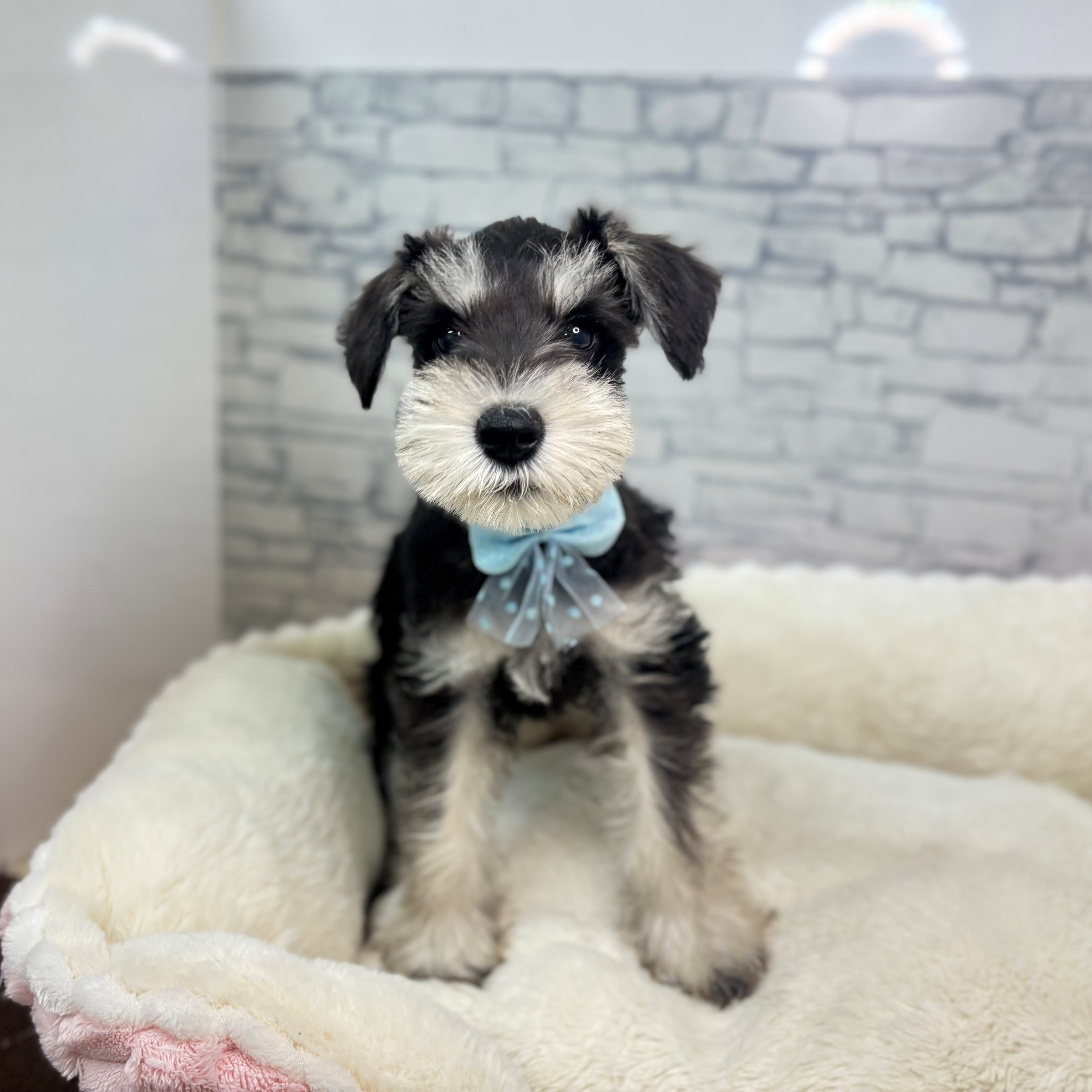 ミニチュアシュナウザー男の子の写真