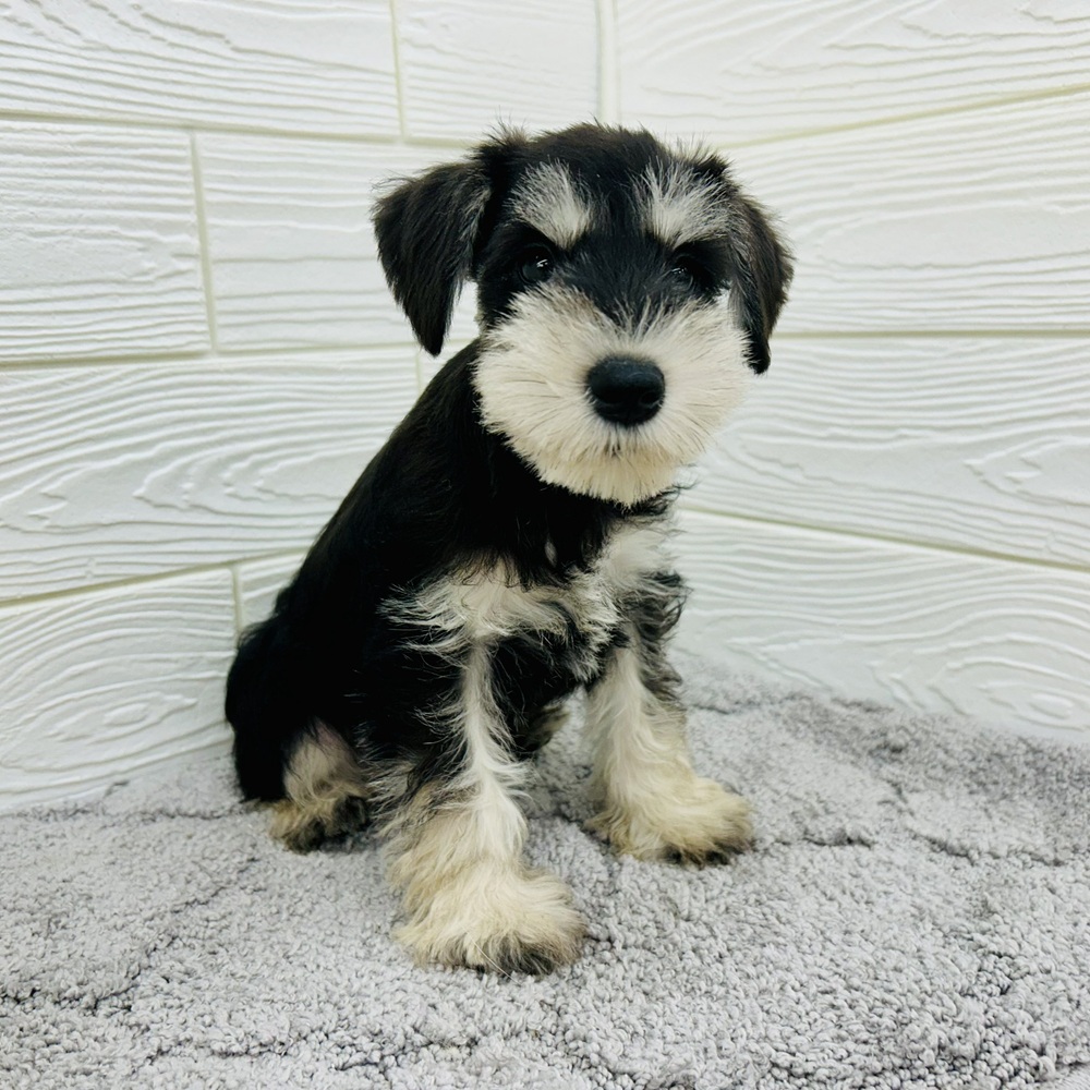 愛知県のミニチュアシュナウザー (犬の家＆猫の里七宝店/2026年2月13日生まれ/女の子/ブラックシルバー)の子犬の2枚目の画像