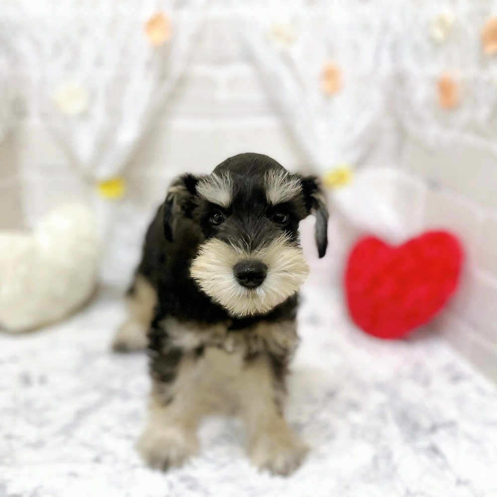 京都府のミニチュアシュナウザー (犬の家＆猫の里京都精華店/2026年2月13日生まれ/男の子/ブラックシルバー)の子犬の2枚目の画像