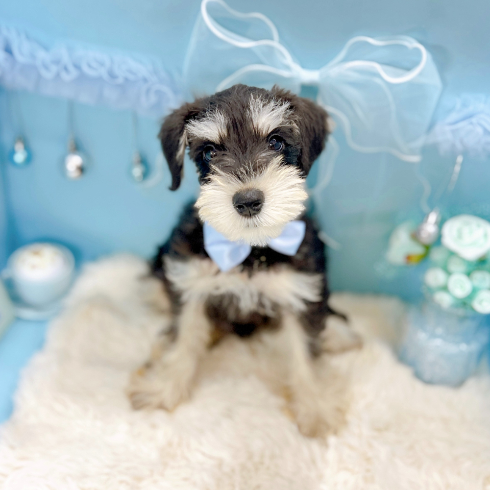 福井県のミニチュアシュナウザー (犬の家＆猫の里アミーゴ福井大和田店/2026年2月13日生まれ/男の子/ブラックシルバー)の子犬の2枚目の画像