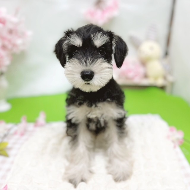 静岡県のミニチュアシュナウザー (犬の家＆猫の里藤枝店/2026年2月13日生まれ/女の子/ブラックシルバー)の子犬の2枚目の画像