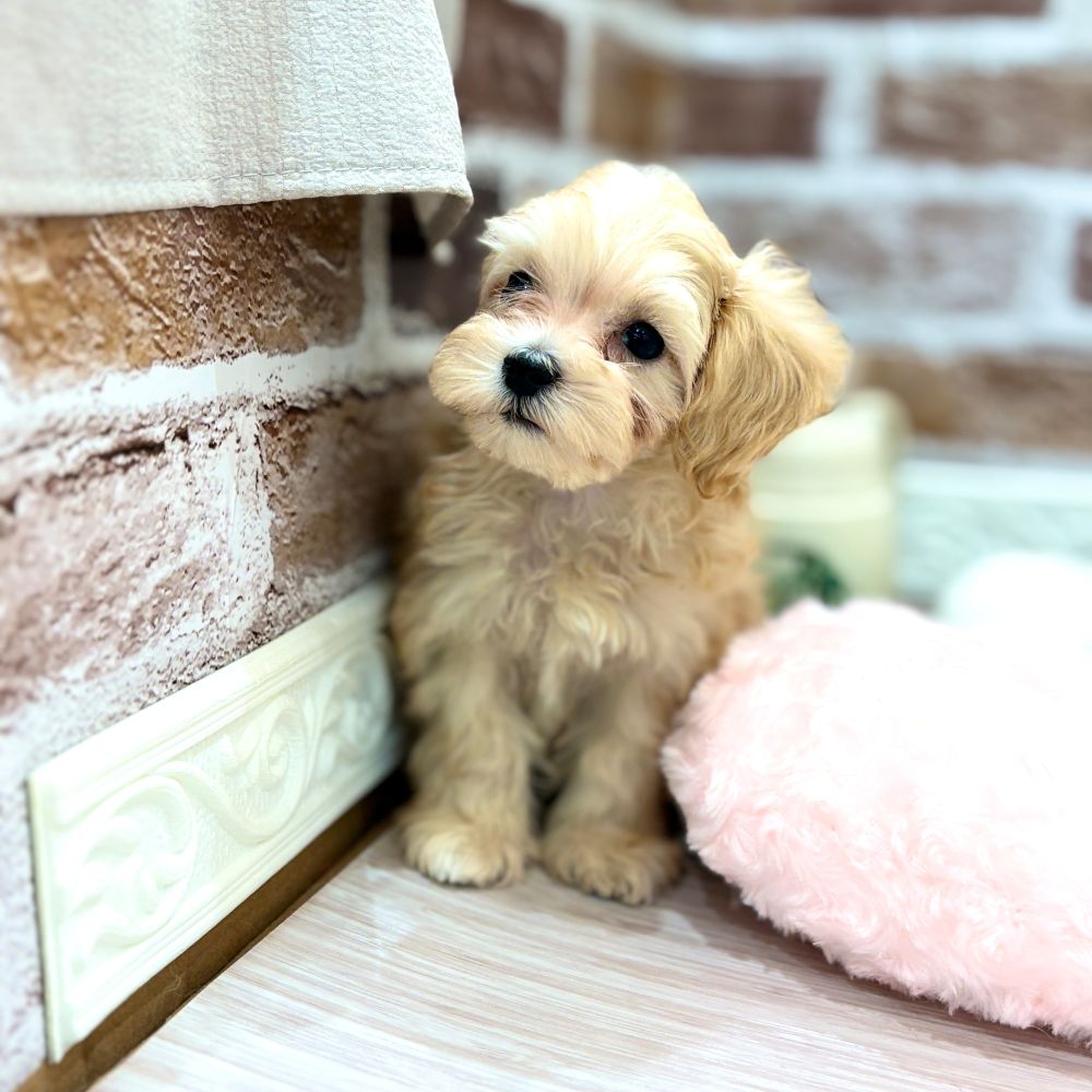 三重県のマルプー(マルチーズ×プードル) (犬の家＆猫の里三重桑名店/2026年2月13日生まれ/男の子/クリーム)の子犬の2枚目の画像