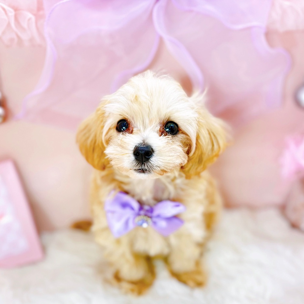 福井県のマルプー(マルチーズ×プードル) (犬の家＆猫の里アミーゴ福井大和田店/2026年2月13日生まれ/女の子/クリーム)の子犬の2枚目の画像