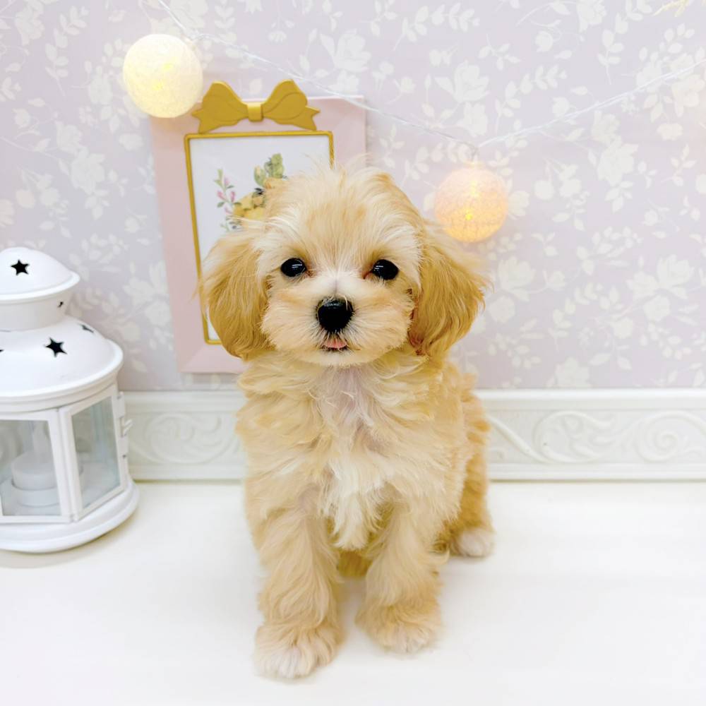 ハーフ犬女の子の写真