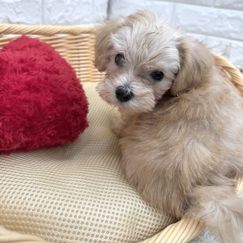 愛知県のマルプー(マルチーズ×プードル) (犬の家＆猫の里MEGAドン・キホーテ東海名和店/2026年2月13日生まれ/男の子/クリーム)の子犬の2枚目の画像