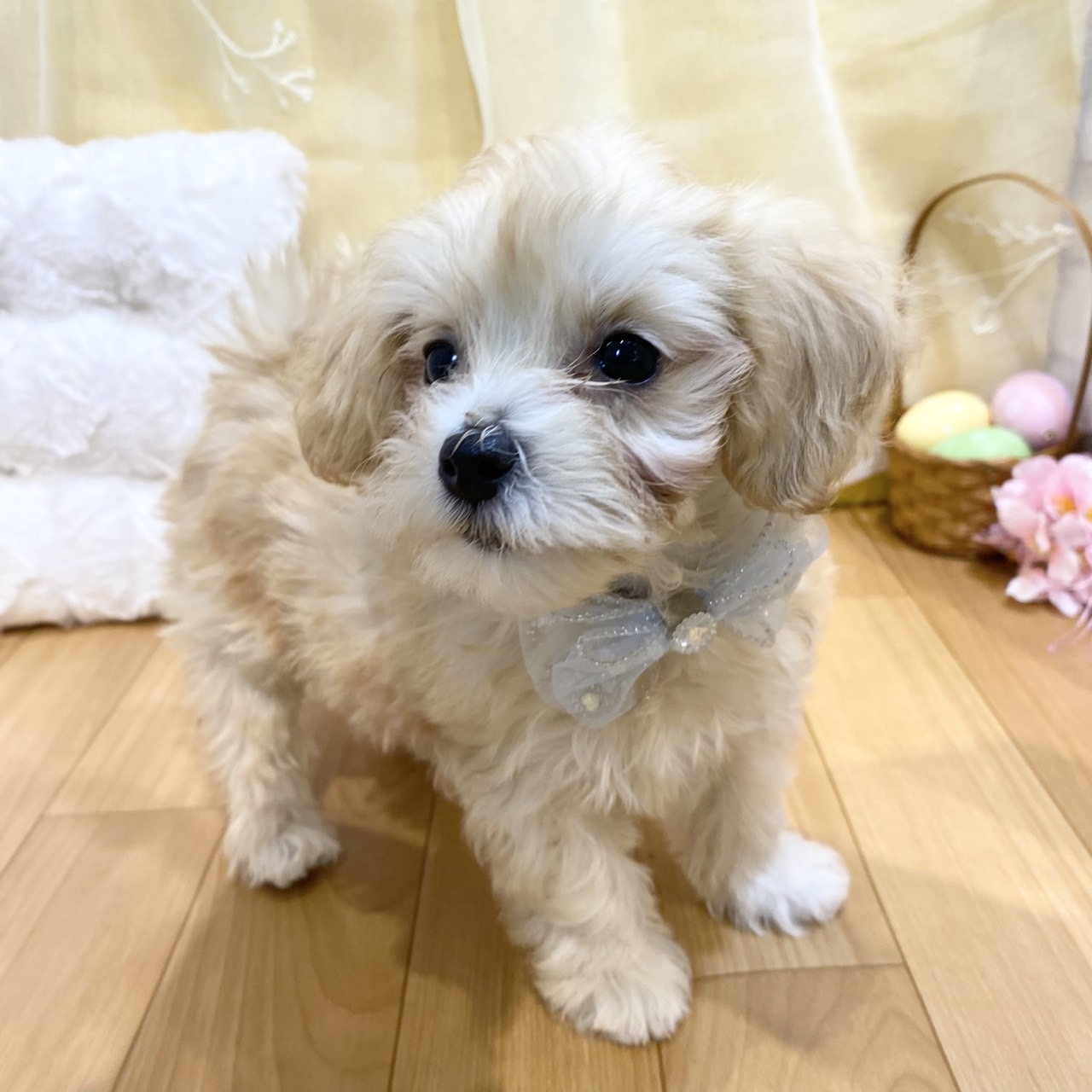 長野県のマルプー(マルチーズ×プードル) (犬の家＆猫の里カインズ梓川店/2026年2月13日生まれ/男の子/クリーム)の子犬の2枚目の画像