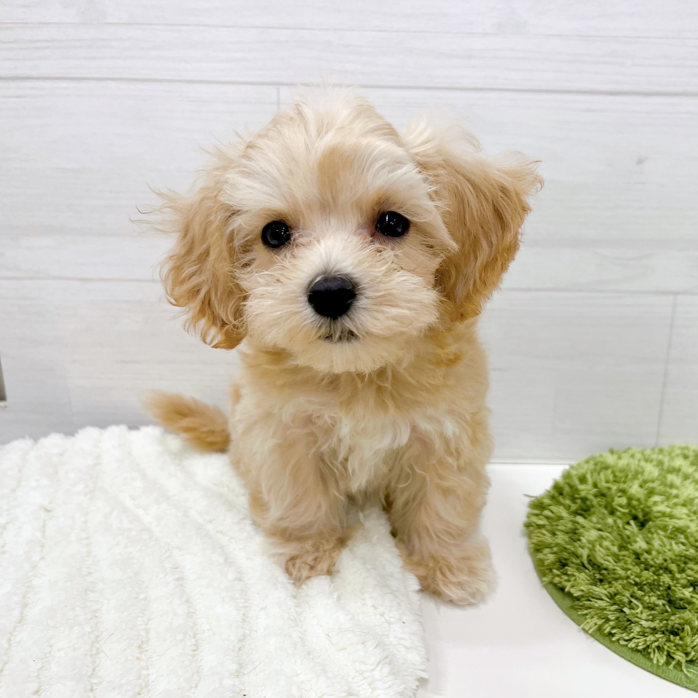 石川県のマルプー(マルチーズ×プードル) (犬の家＆猫の里アミーゴ金沢おこばた店/2026年2月13日生まれ/女の子/クリーム)の子犬の2枚目の画像