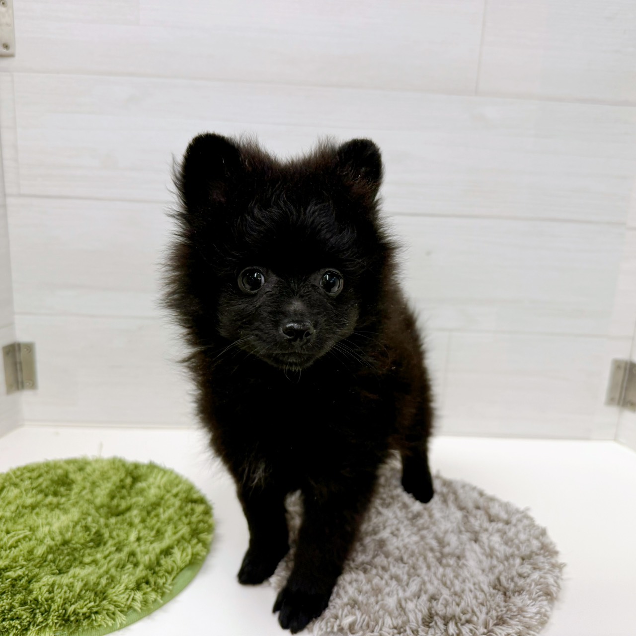 石川県のポメラニアン (犬の家＆猫の里アミーゴ金沢おこばた店/2026年2月15日生まれ/女の子/ブラック)の子犬の2枚目の画像