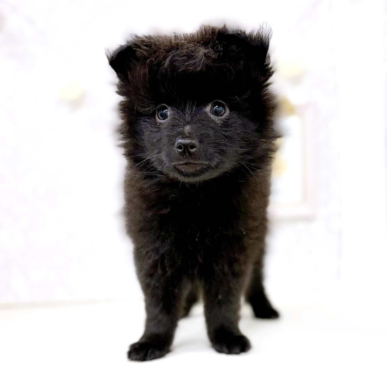 富山県のポメラニアン (犬の家＆猫の里アミーゴ高岡蓮花寺店/2026年2月15日生まれ/男の子/ブラック)の子犬の2枚目の画像