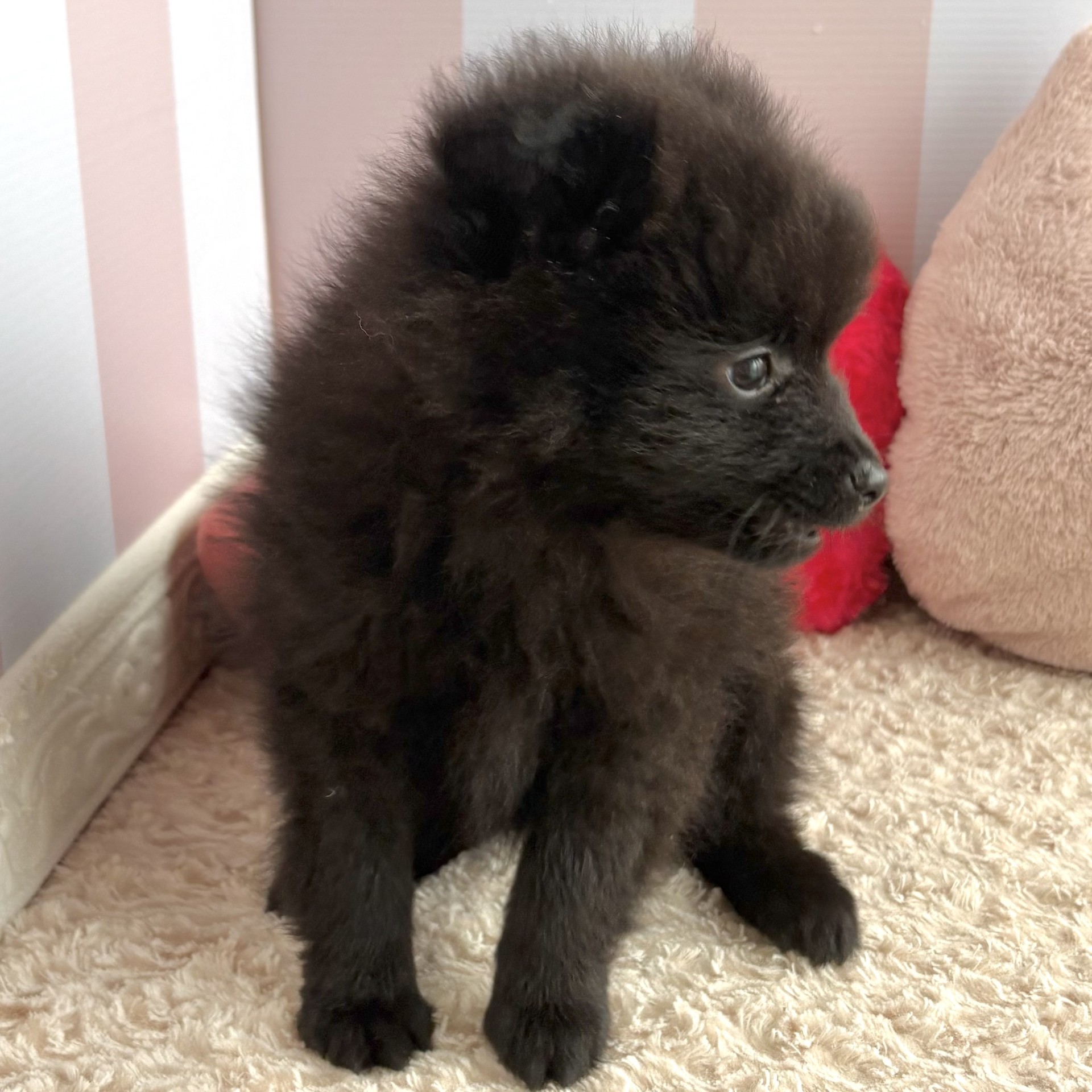 岡山県のポメラニアン (犬の家＆猫の里倉敷中庄店/2026年2月15日生まれ/男の子/ブラック)の子犬の2枚目の画像