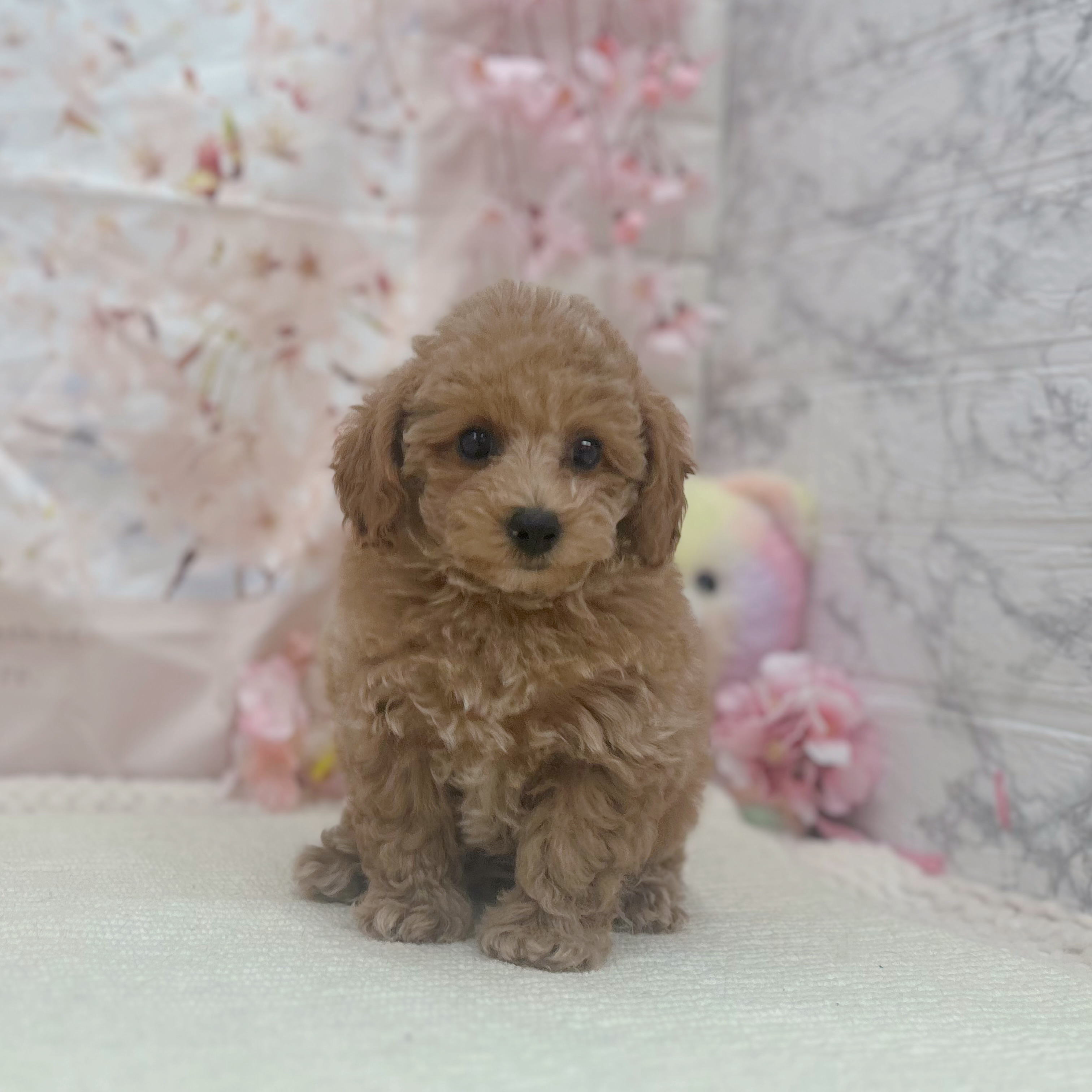 岐阜県のトイプードル(トイ) (犬の家＆猫の里岐南店/2026年2月15日生まれ/男の子/オレンジフォーン)の子犬の2枚目の画像