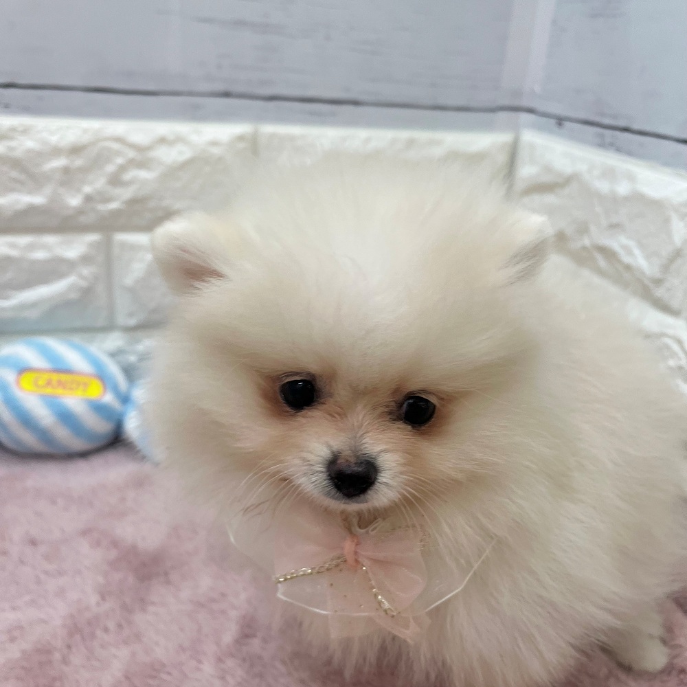 静岡県のポメラニアン (犬の家＆猫の里アミーゴ浜松和田店/2026年2月15日生まれ/女の子/クリーム)の子犬の2枚目の画像