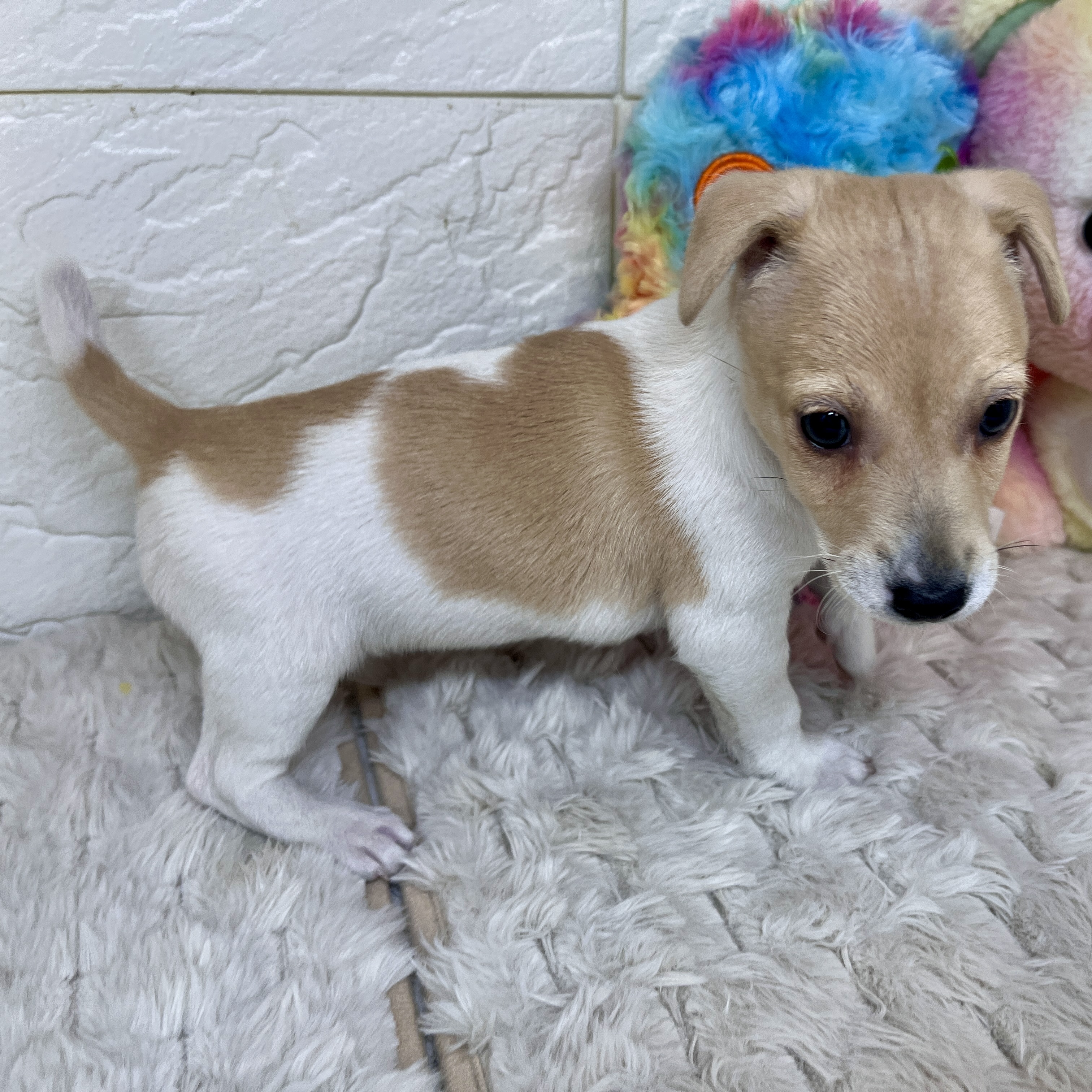 兵庫県のジャックラッセルテリア (犬の家＆猫の里ゆめタウン姫路店/2026年2月9日生まれ/女の子/タンホワイト)の子犬の2枚目の画像