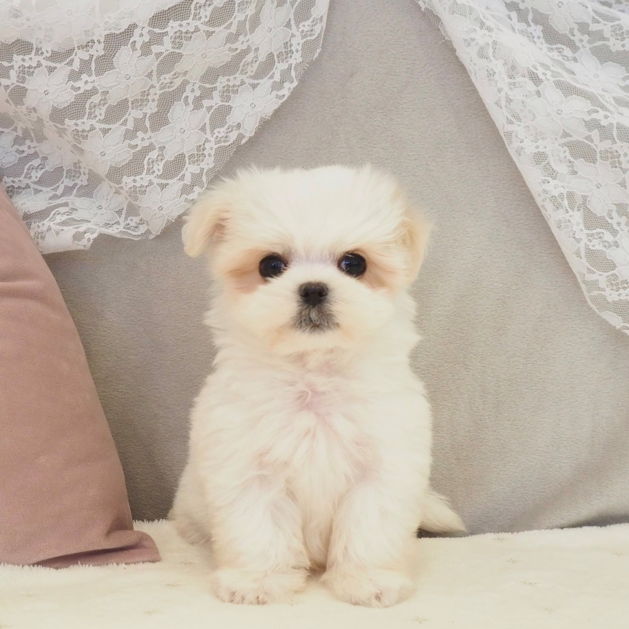 大阪府のマルチーズ (犬の家＆猫の里もりのみやキューズモールBASE店/2026年2月12日生まれ/女の子/ホワイト)の子犬の1枚目の画像