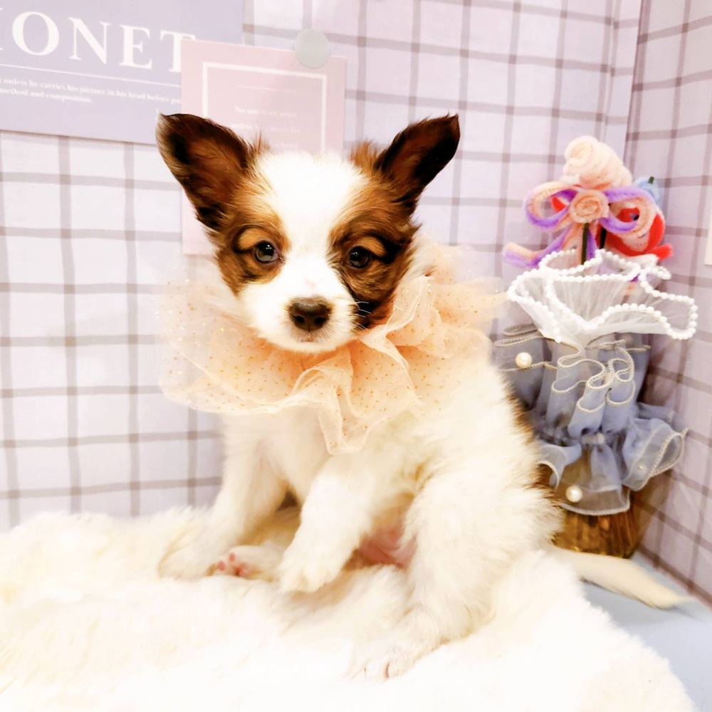 福井県のパピヨン (犬の家＆猫の里福井店/2026年2月14日生まれ/女の子/ホワイトブラウン)の子犬の1枚目の画像