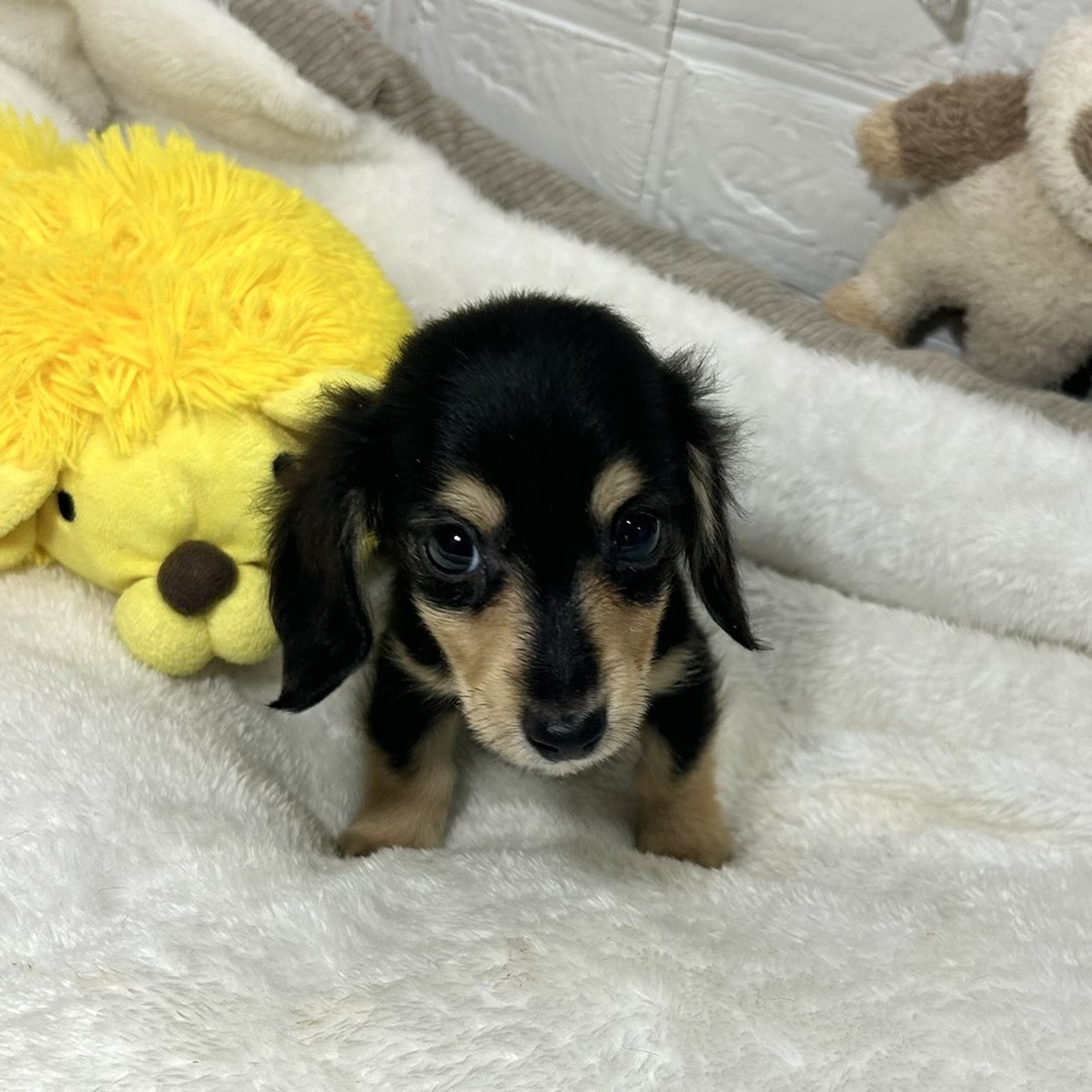 兵庫県のミニチュアダックスフンド(ロング) (犬の家＆猫の里ニッケパークタウン加古川店/2026年2月15日生まれ/男の子/ブラックイエロー)の子犬の1枚目の画像