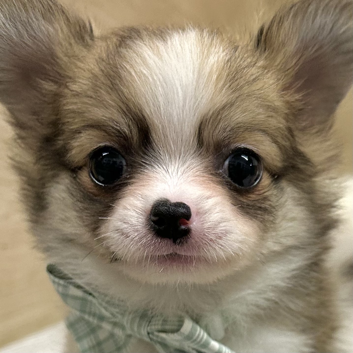 大阪府のポメチワ/チワポメ/ポメチー(ポメラニアン×チワワ) (犬の家＆猫の里そよら東岸和田店/2026年2月13日生まれ/女の子/パーティーカラー)の子犬の1枚目の画像