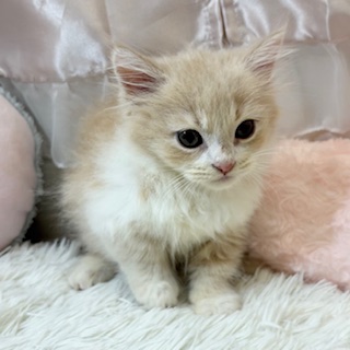 兵庫県のミヌエット (犬の家＆猫の里カナート西神戸店/2026年2月13日生まれ/男の子/クリームタビーホワイト)の子猫の2枚目の画像