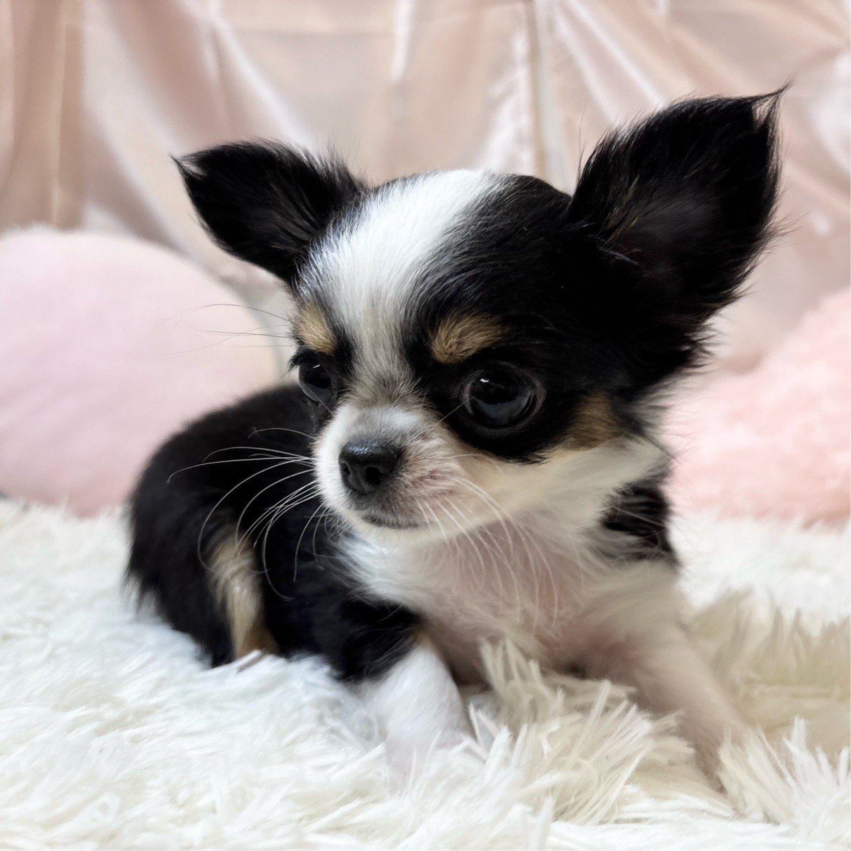 兵庫県のチワワ(ロング) (犬の家＆猫の里カナート西神戸店/2026年2月14日生まれ/女の子/トライカラー)の子犬の2枚目の画像