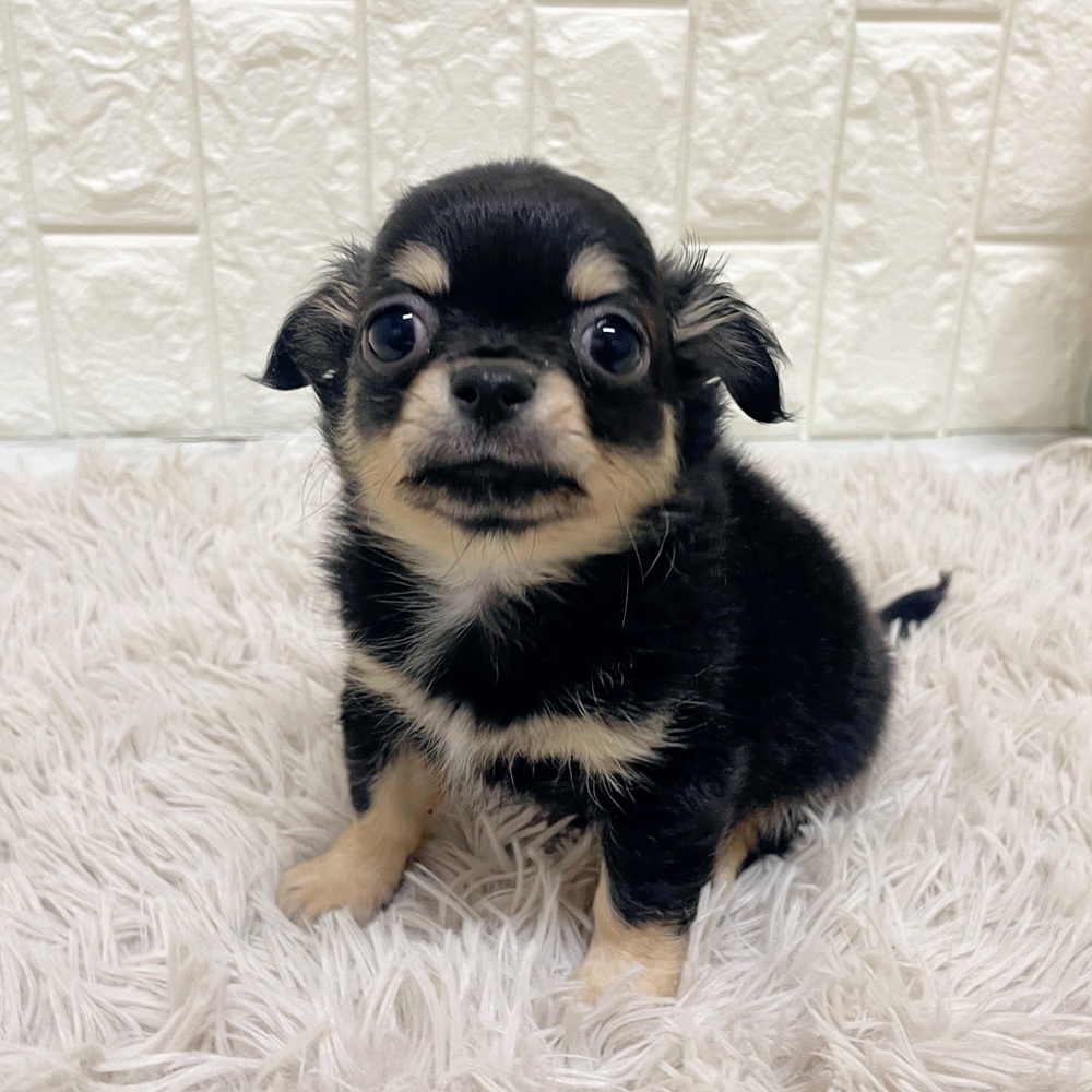 岡山県のチワワ(ロング) (犬の家＆猫の里岡山店/2026年2月15日生まれ/男の子/ブラッククリームタン)の子犬の1枚目の画像