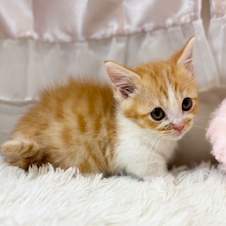 兵庫県のマンチカン (犬の家＆猫の里カナート西神戸店/2026年2月2日生まれ/男の子/レッドタビーホワイト)の子猫の2枚目の画像