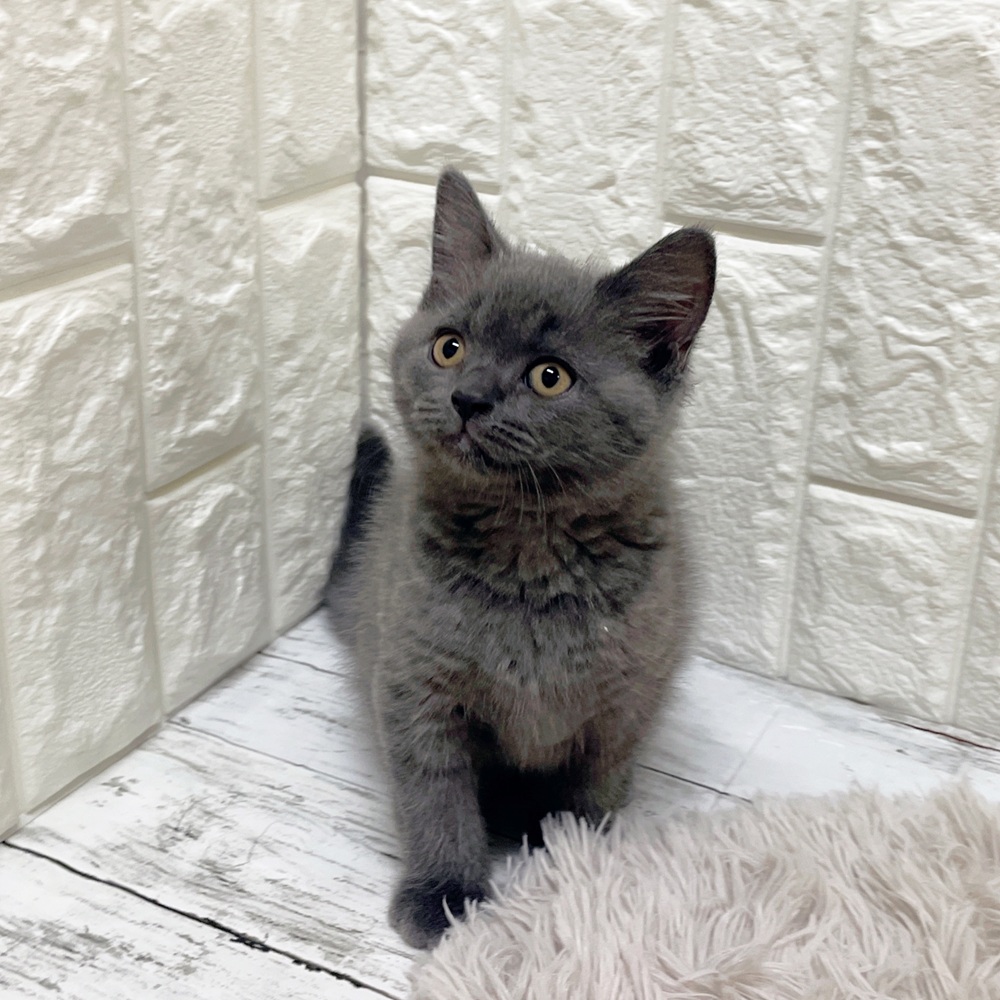 岡山県のブリティッシュショートヘアー (犬の家＆猫の里岡山店/2026年2月12日生まれ/男の子/ブルー)の子猫の2枚目の画像